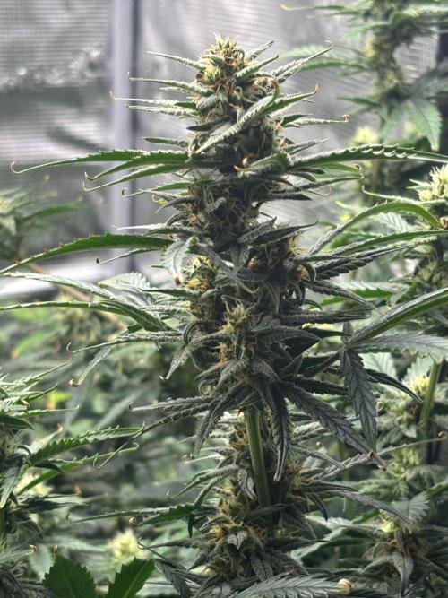 Pico Fast Buds RF3 Mix. Week 8