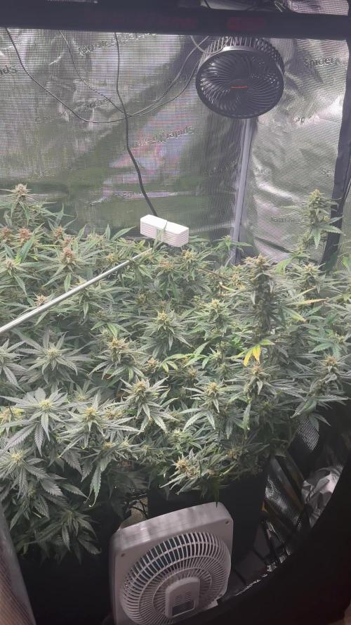 Pico Fast Buds RF3 Mix
