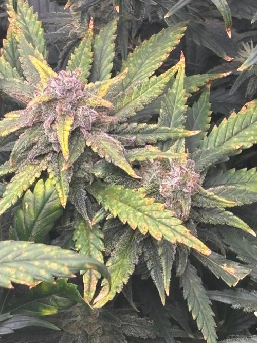 Pico Fast Buds RF3 Mix. Week 9