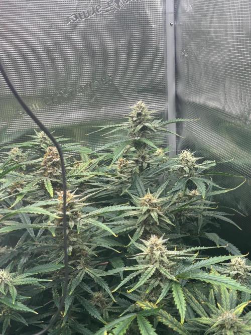 Pico Fast Buds RF3 Mix. Week 9