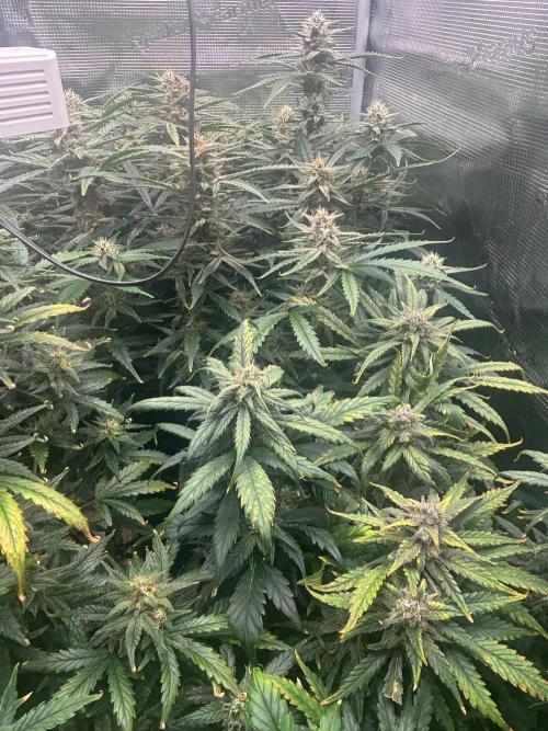 Pico Fast Buds RF3 Mix. Week 9