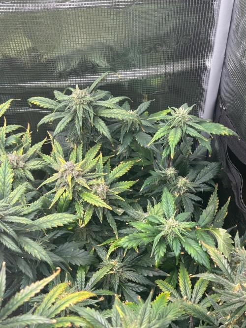 Pico Fast Buds RF3 Mix. Week 9