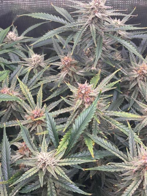Pico Fast Buds RF3 Mix. Week 9