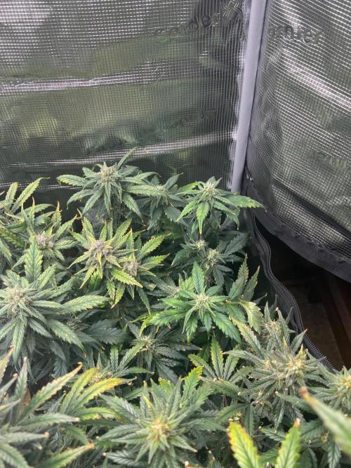 Pico Fast Buds RF3 Mix. Week 9