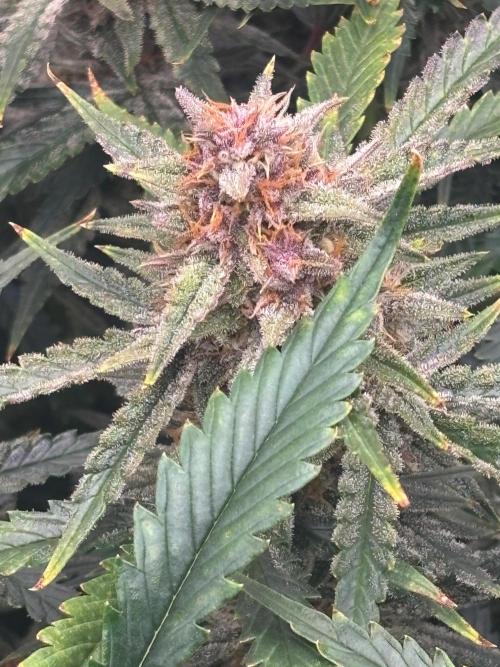 Pico Fast Buds RF3 Mix. Week 9