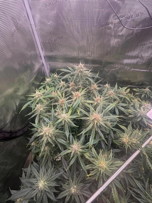 Pico Fast Buds RF3 Mix. Week 9