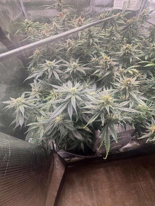 Pico Fast Buds RF3 Mix. Week 9