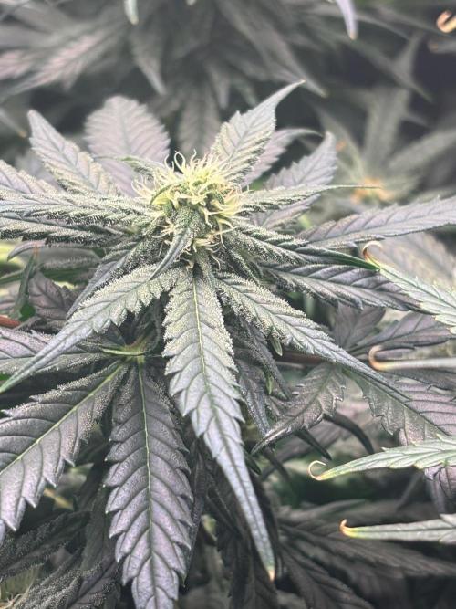 Pico Fast Buds RF3 Mix. Week 9