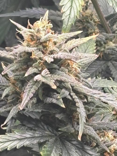 Pico Fast Buds RF3 Mix. Week 9