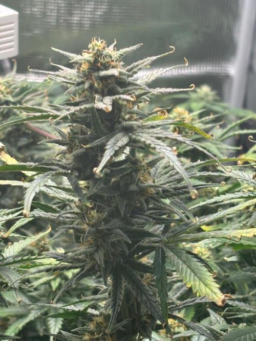 Pico Fast Buds RF3 Mix. Week 9