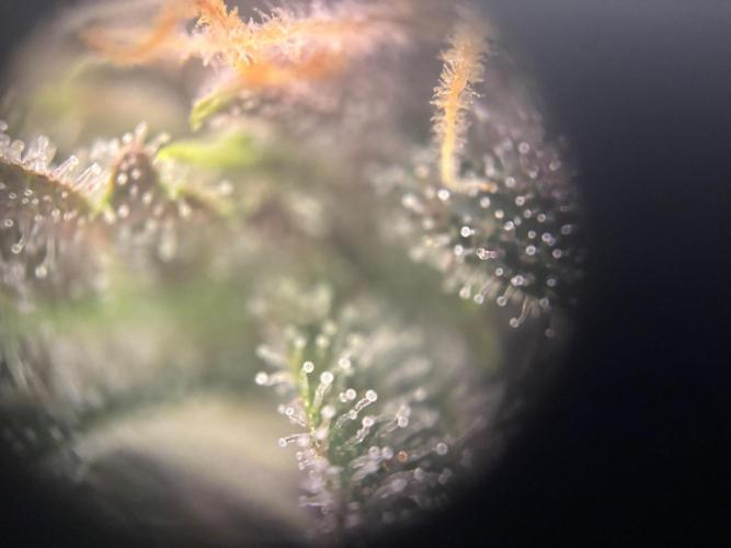 Pico Fast Buds RF3 Mix. Week 9