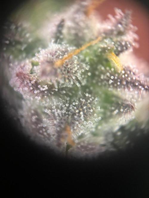 Pico Fast Buds RF3 Mix. Week 9