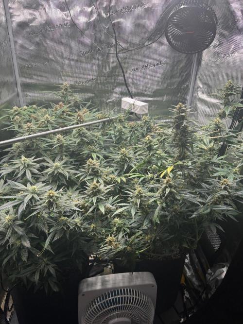 Pico Fast Buds RF3 Mix. Week 9