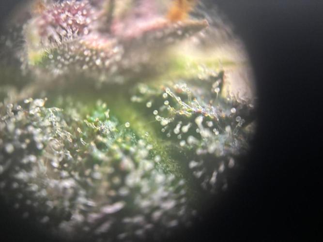 Pico Fast Buds RF3 Mix. Week 9