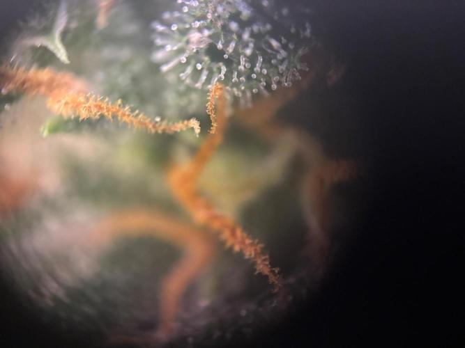 Pico Fast Buds RF3 Mix. Week 9