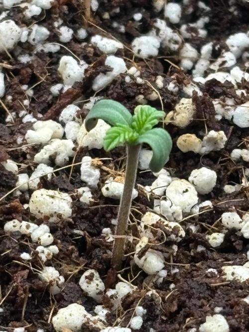 Pico Skunk #1. Week 0