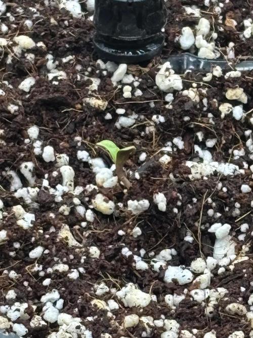 Pico Skunk #1. Week 0