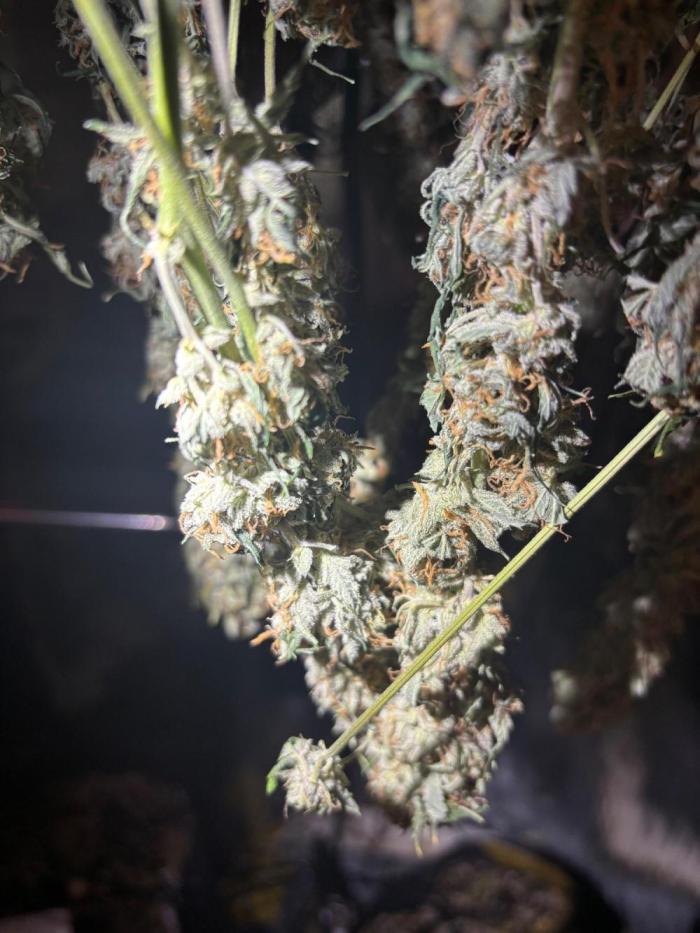 Pico Mexican Airlines Auto. Week 12