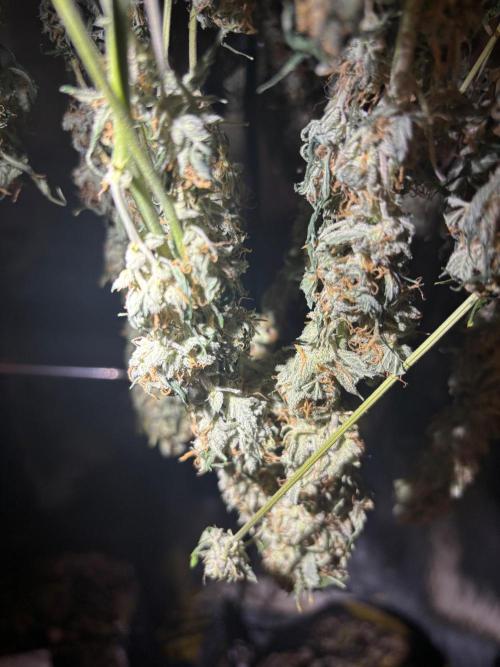 Mexican Airlines Auto. Week 12