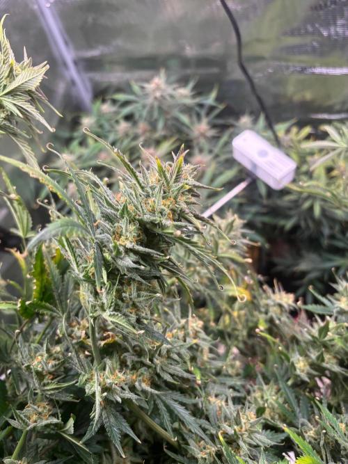 Pico Fast Buds RF3 Mix. Week 10