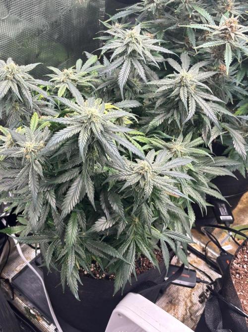 Pico Fast Buds RF3 Mix. Week 10