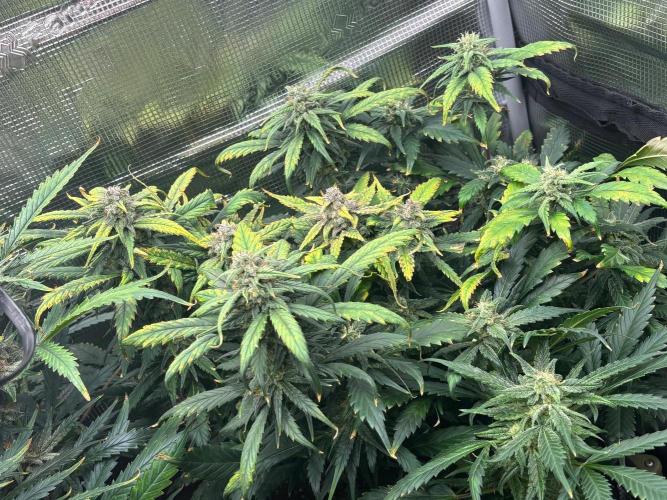 Pico Fast Buds RF3 Mix. Week 10