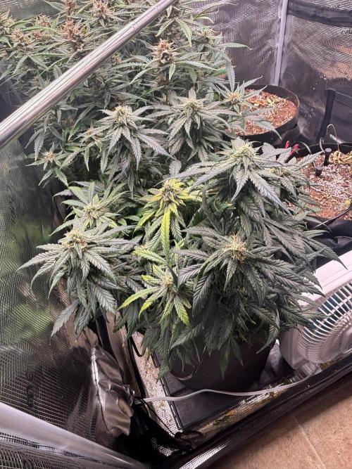Pico Fast Buds RF3 Mix. Week 10