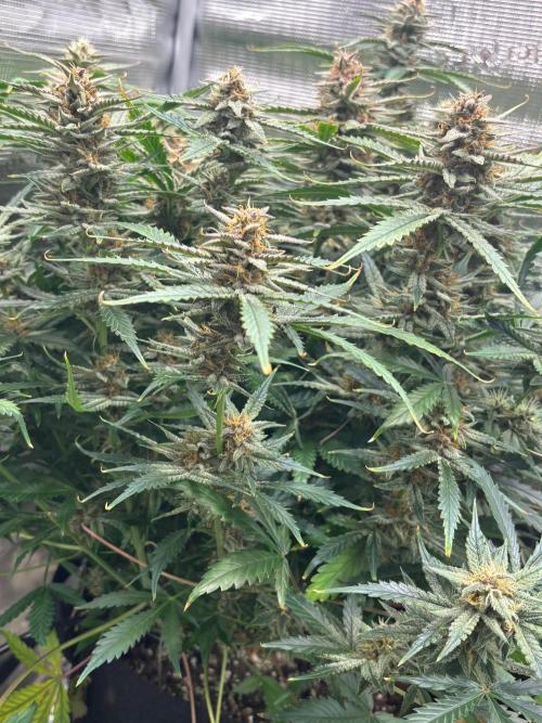 Pico Fast Buds RF3 Mix. Week 10