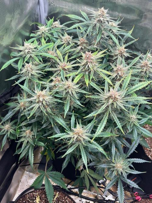 Pico Fast Buds RF3 Mix. Week 10