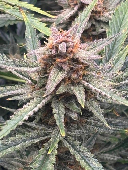 Pico Fast Buds RF3 Mix. Week 10