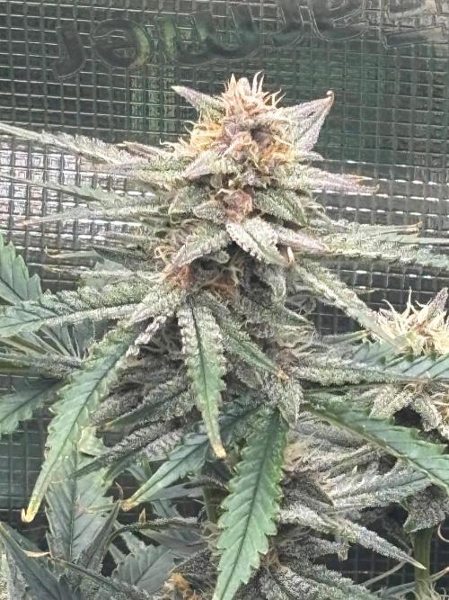 Pico Fast Buds RF3 Mix. Week 10