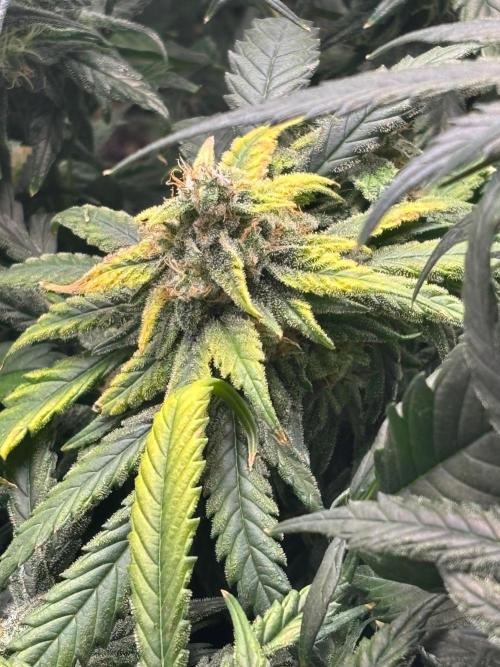 Pico Fast Buds RF3 Mix. Week 10