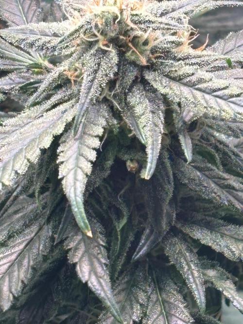 Pico Fast Buds RF3 Mix. Week 10