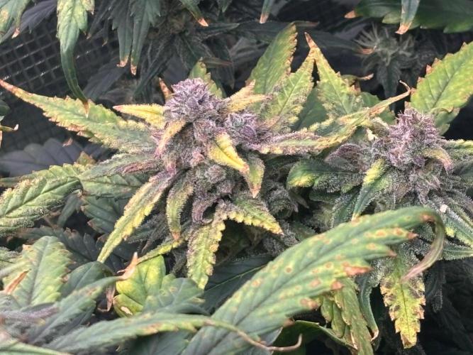 Pico Fast Buds RF3 Mix. Week 10