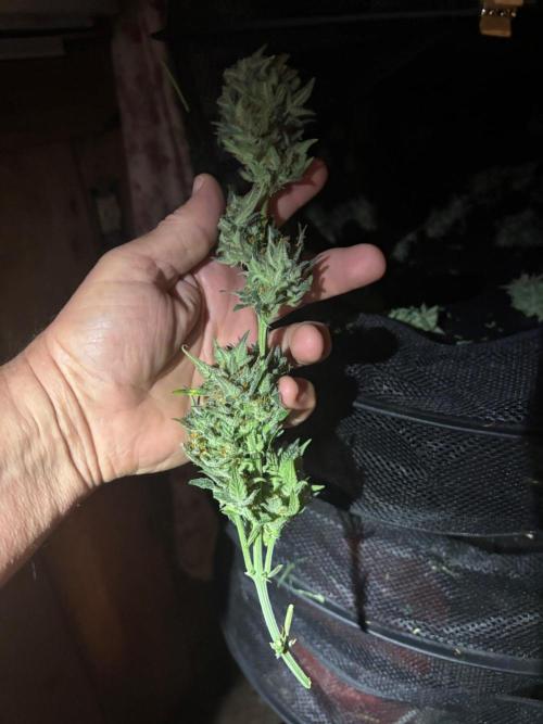 Pico Fast Buds RF3 Mix. Week 10