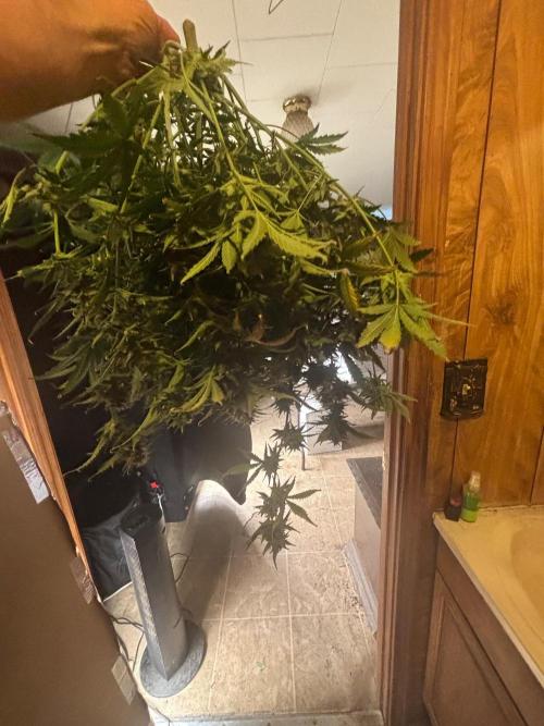 Pico Fast Buds RF3 Mix. Week 10