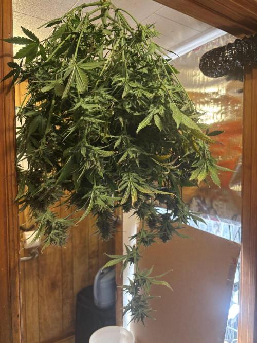 Pico Fast Buds RF3 Mix. Week 10