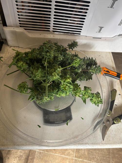 Pico Fast Buds RF3 Mix. Week 10