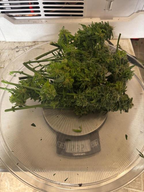 Pico Fast Buds RF3 Mix. Week 10