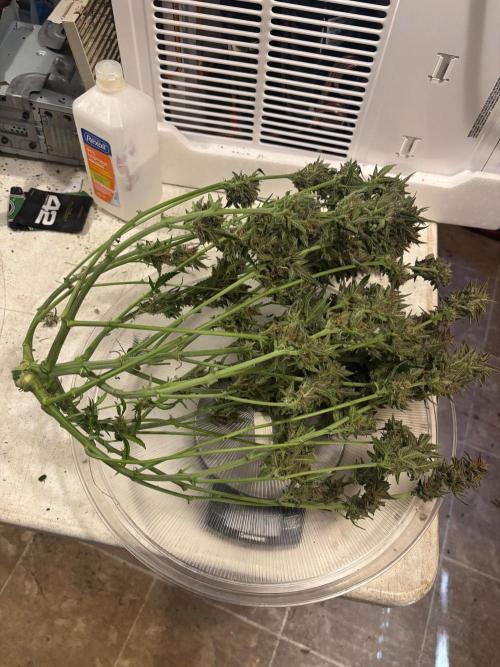 Pico Fast Buds RF3 Mix. Week 10