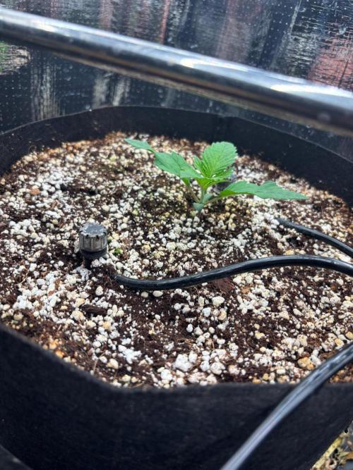 Pico Skunk #1. Week 1