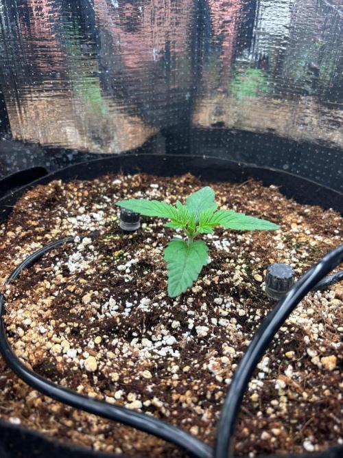 Pico Skunk #1. Week 1