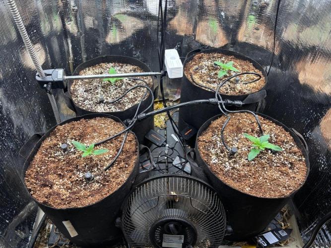 Pico Skunk #1. Week 1