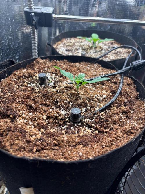 Pico Skunk #1. Week 1