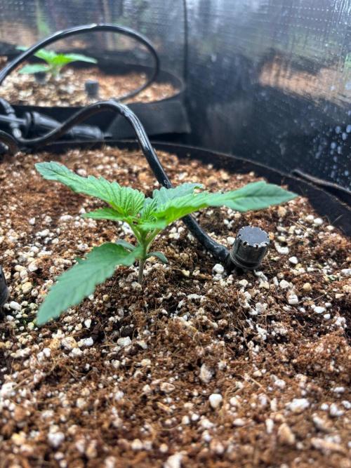 Pico Skunk #1. Week 1