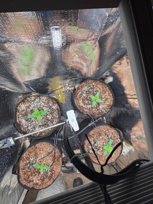 Pico Skunk #1. Week 1