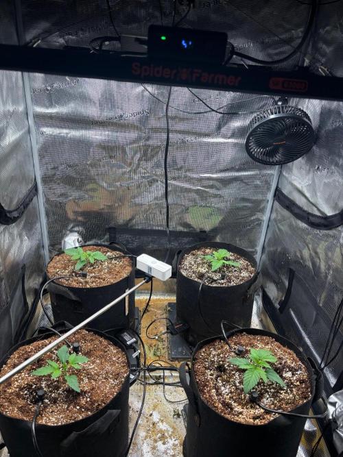 Pico Skunk #1. Week 1 - Moved everything from the shower into the tent today.