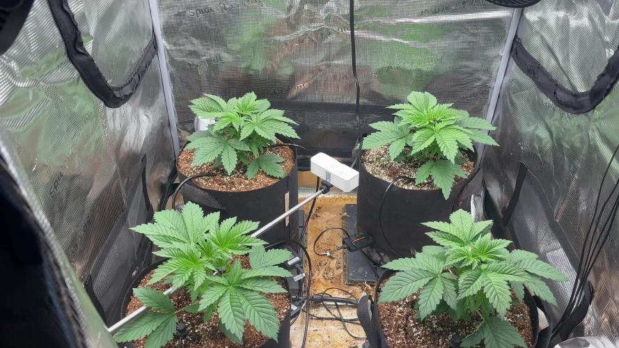 Pico Skunk #1