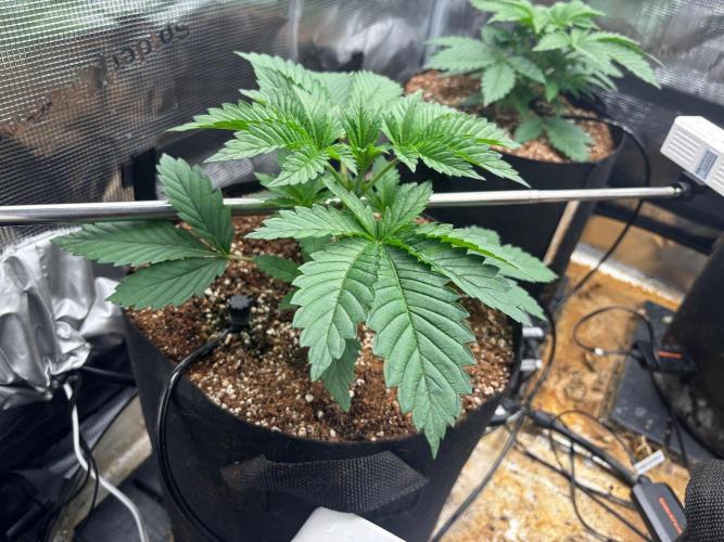 Pico Skunk #1. Week 3 - Bag #1