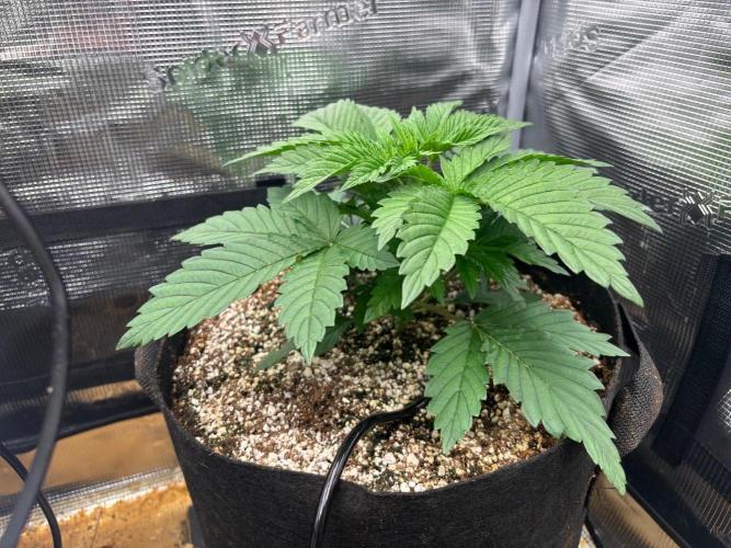Pico Skunk #1. Week 3 - Bag #3